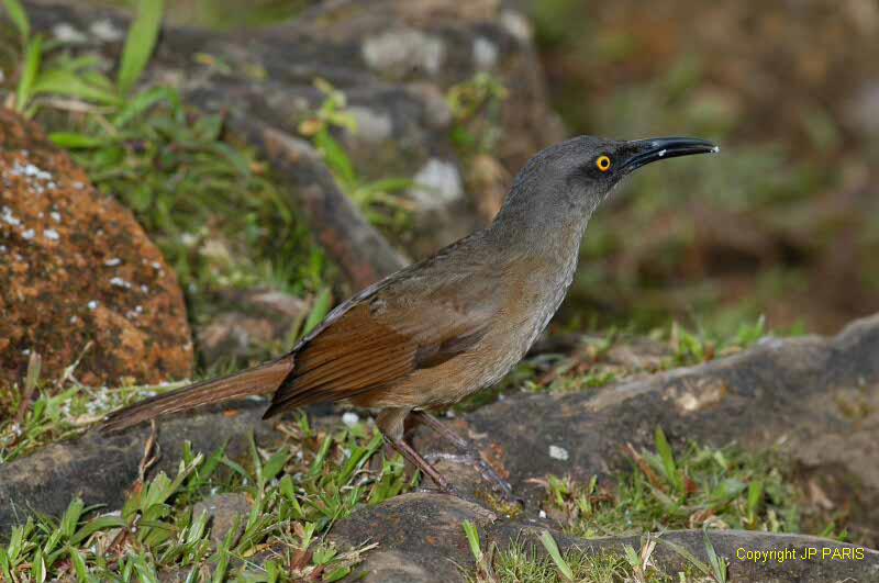 Cinclocerthia ruficauda